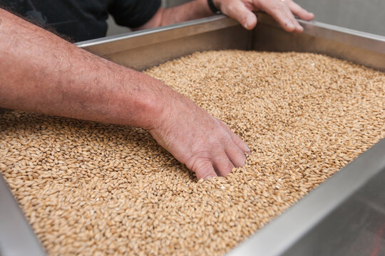 Man pushing malt through mill at a microbrewery