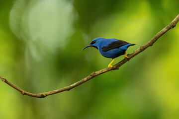 Shining honeycreeper (Cyanerpes lucidus) is a small bird in the tanager family. It is found in the Costa Rica