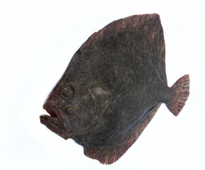 Black Sea turbot (Psetta maeotica) demersal fish. Azov smaller subspecies of flounder Scophthalmus maeoticus torosus adapted to fine-sanded bottom, adaptive behaviour, disruptive coloration. Isolated