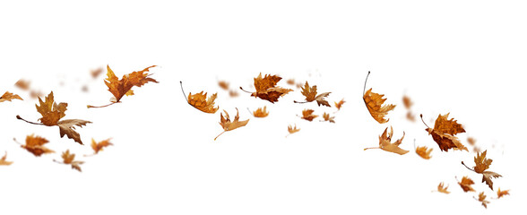 leaf leaves isolated autumn winter season background falling fall platanus tree wid air w