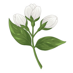 jasmine flowers isolated on white background