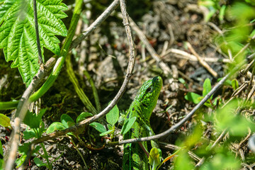 Emerald lizard (Lacerta viridis), male. The lizard hid in the vegetation. The middle course of the Don River, Russia. Vegetation-covered dunes - the border of the floodplain forest