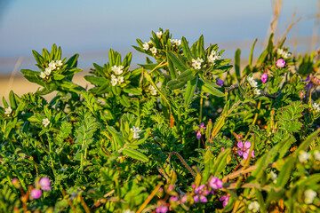Pearl plant, salfern (Lithospermum arvense or Buglossoides arvensis) early spring flower. Surf shell ridges by Azov sea, steppe zone. Storksbill (Erodium cicutarium) around. Plant community