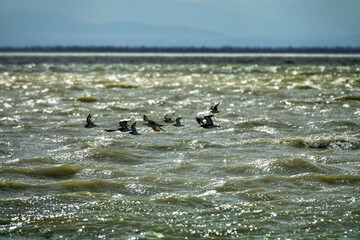 Spring migrations of ruff (Philomachus pugnax) over a shallow lake. Flocks fly over muddy water on...
