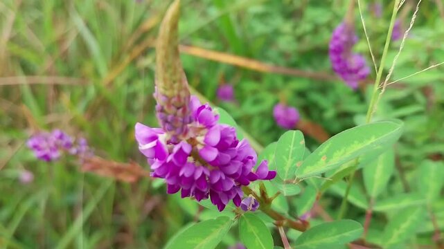 Close-Up of a Vibrant Purple Wildflower in Natural Grassland	