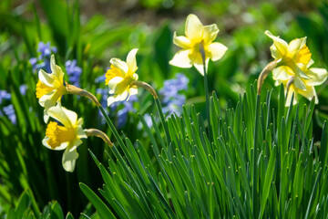 Feral daffodils bloom in a spring between hyacinth bluebell (Scilla nonscripta) in Crimea, march