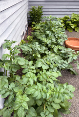 Vegetable home garden of potato during spring