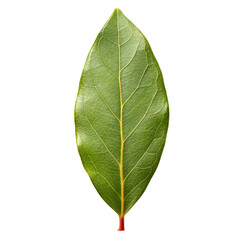 Obraz premium Bay Leaf Minimal Style isolated on transparent background 