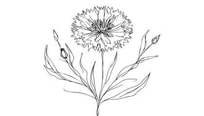 Continuous one single minimal line drawing dahlia flower