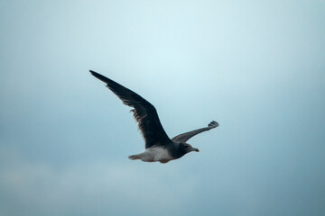 A mixed flock of seagulls flies along the Gulf of Oman in winter - Hemprich's gulls (Adelarus hemprichii, Larus hemprichii)