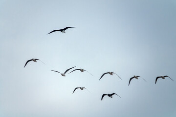 A mixed flock of seagulls flies along the Gulf of Oman in winter - slender-billed gull...
