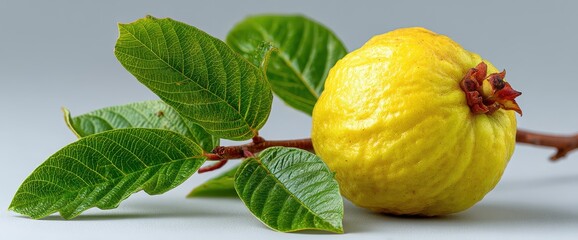 Ripe yellow guava with green leaves on a branch.