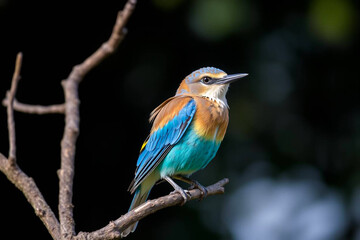 Obraz premium Stunning European Roller Perched on a Tree Branch, Showcasing Its Vivid Blue and Brown Plumage in a Serene Natural Setting, Vibrant Wallpaper