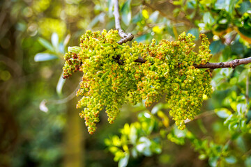 green leaves on a tree