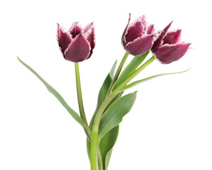 Fototapeta premium Three beautiful color tulips isolated on white