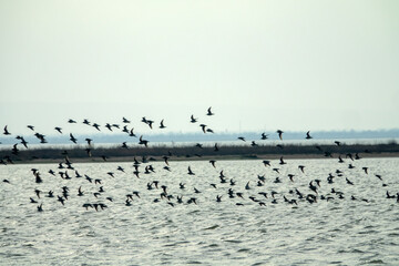 Bird migrations and stopovers. Feeding clusters of waders on wetlands. A flock of flying birds
