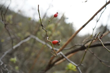 The Dog rose, Swamp rose, Cynorrhodon(Rosa canina)