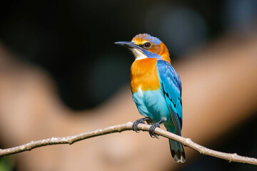 Obraz premium Stunning European Roller Perched on a Tree Branch, Showcasing Its Vivid Blue and Brown Plumage in a Serene Natural Setting, Vibrant Wallpaper