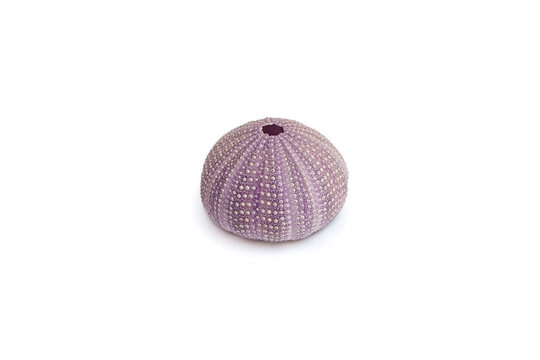 Violet sea urchin shell side view isolated on white background, soft focus close up