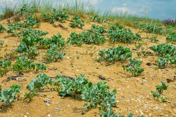 Sea holly (Eryngium maritimum) on sandy beach in northern part of Black Sea, coastal vegetated...