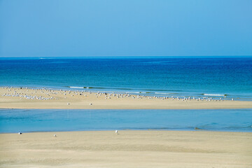 The Sea of Oman at low tide in winter. Many wintering birds (gulls, terns) feed and rest on the shallows and warm waters.