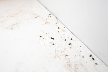 Mouse feces or droppings inside a white kitchen cabinet, pest infestation concept, soft focus close...