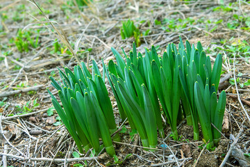 Daffodil seedlings in early spring