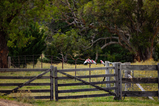 Row of galahs lined up on rural country fence