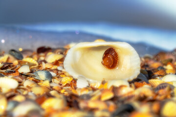 Ancient mollusk from Cretaceous period. Shell background. In center is shell of Anadara (Scapharca) inaequivalvis, invasive species of Sea of Azov from Pacific, against background of Cardium edule
