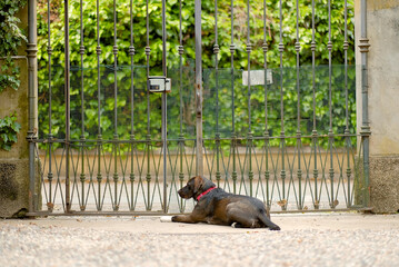 Guard Dog Resting by Vintage Iron Gate in Front of Green Hidden Villa