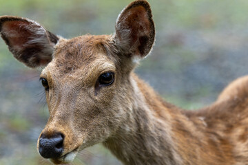 Portraits of Sacred Sika Deer in Nara, Japan