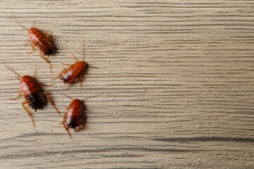 Many cockroaches on wooden table, flat lay. Space for text