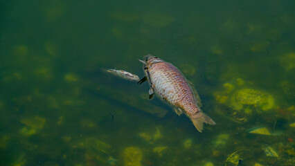 Deaths of fish in farm fish ponds from diseases, water pollution and feed problems. Chinese carp