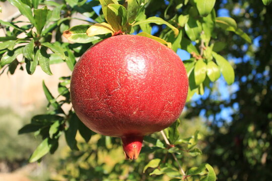 Pomegranate and orange fruits on the autumn dry leaves fall from tree. Fresh fruits growing on tree in the natural environment. Pomme granate fruit on the tree branch in autumn, October harvest time