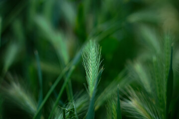 Green Barley Spikes in Field Close-Up