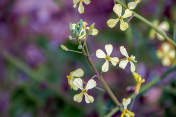 close up meadow wild flowers