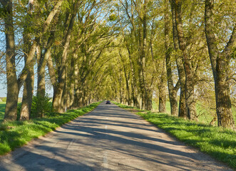 Obraz premium Tree Tunnel Country Road Scene