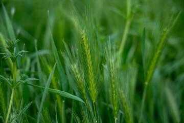 Green Barley Spikes in Field Close-Up