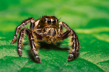 A brown jumping spider with large black eyes and fuzzy, bristled legs sits alert on a vibrant green leaf surface.