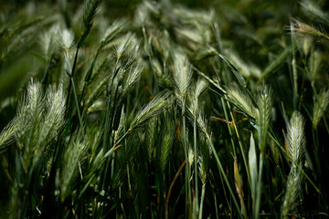 Green Barley Spikes in Field Close-Up