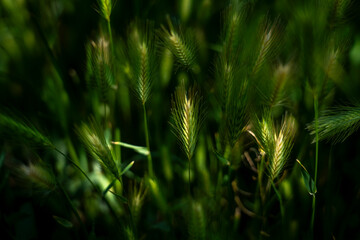 Green Barley Spikes in Field Close-Up