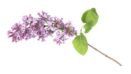 Branch with beautiful lilac flowers and leaves isolated on white