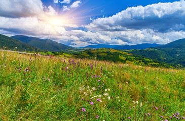 Wildflower Meadow Mountain Landscape View