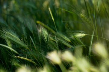 Green Barley Spikes in Field Close-Up