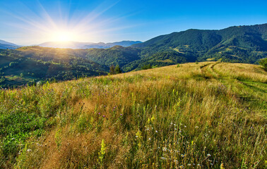 Mountain Meadow Bordering Evergreen Forest