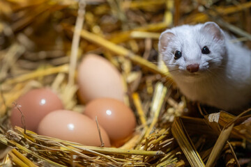 short tailed weasel peeking around chicken eggs © Joni Welda  