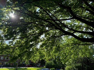Beautiful tree crown with green leaves as background, closeup