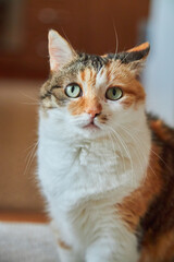 Calico Cat Portrait Green Eyes
