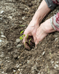 Close up of farmer's hands planting tomato seedling in soil in organic field. Garden work in spring. Traditional agriculture.