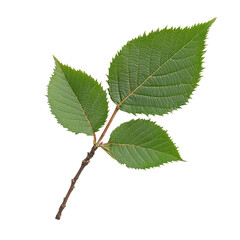 Fototapeta premium Green leaf branch, Fresh green leaves branch macro, isolated on transparent background